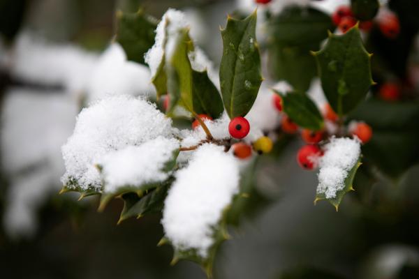 Snow covered holly bush