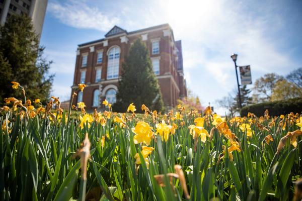 Yellow daffodils blooming on campus