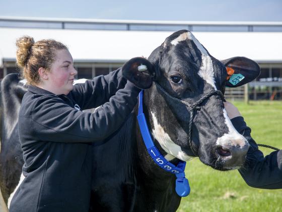 An Animal Science student worked with a dairy cow at the Dairy Research Unit on Coldstream Farm.