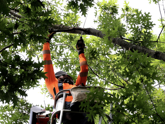 A UK arborist caring for trees
